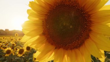 Günbatımında ayçiçeği tarlasında rüzgarda sallanan ayçiçeği