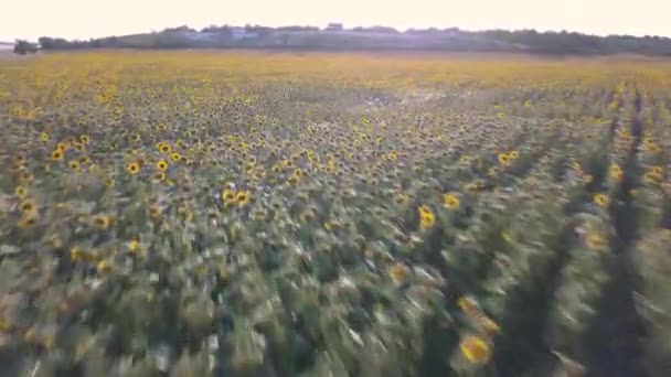 Aerial drone view of a sunflower field on sunset — Stock Video