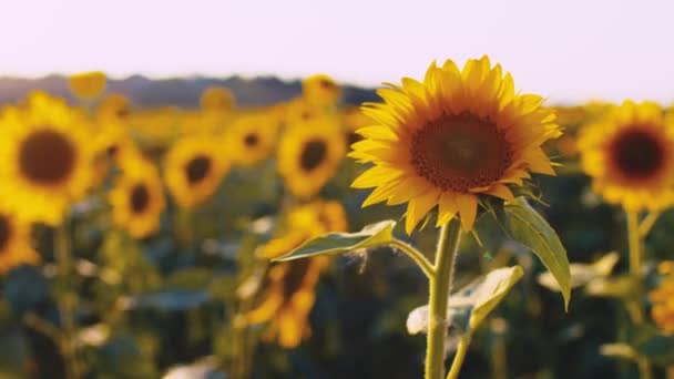 Sonnenblumen winken im Wind im Sonnenblumenfeld bei Sonnenuntergang — Stockvideo