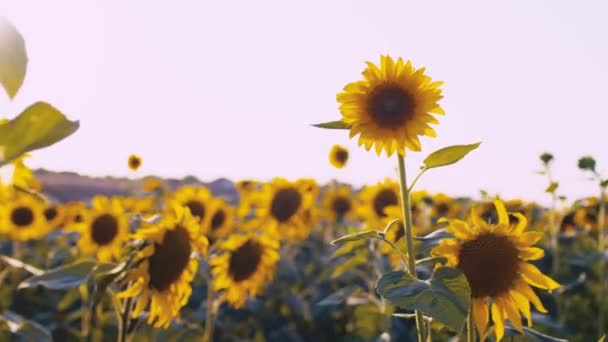 Zonnebloem zwaaiend in de wind in zonnebloemenveld bij zonsondergang — Stockvideo