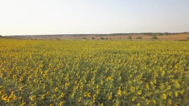 Drohnenaufnahme eines Sonnenblumenfeldes bei Sonnenuntergang — Stockvideo
