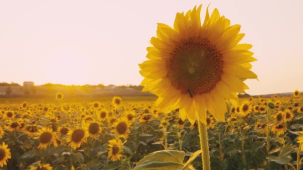 Včela sedící na slunečnici na slunečnicovém poli při západu slunce — Stock video