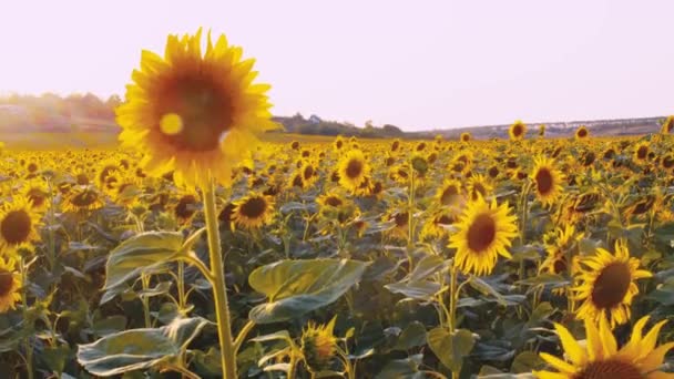 Sonnenblumen winken im Wind im Sonnenblumenfeld bei Sonnenuntergang — Stockvideo