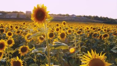 Günbatımında ayçiçeği tarlasında rüzgarda sallanan ayçiçeği