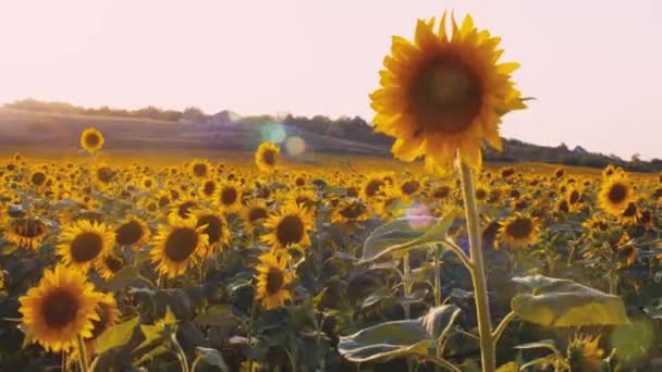 Zonnebloem zwaaiend in de wind in zonnebloemenveld bij zonsondergang — Stockvideo