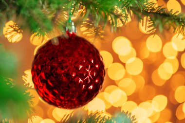 Kırmızı Noel balosu, köknar ağacının dalında altın bokeh ışıkları üzerinde asılı duruyor.