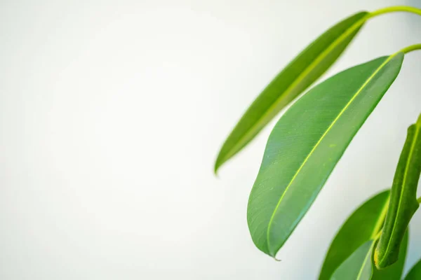 Крупним планом домашня рослина гілка з листям на сонячному світлі — стокове фото