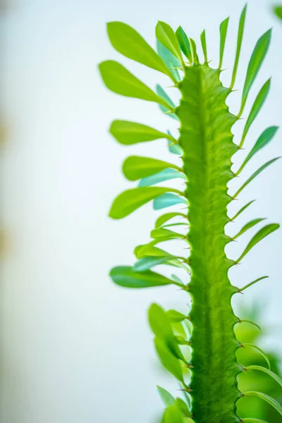 Sluiten van huis plant tak met bladeren in het zonlicht — Stockfoto