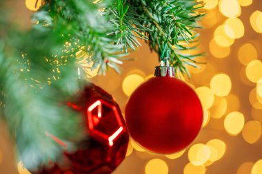 Kırmızı Noel balosu, köknar ağacının dalında altın bokeh ışıkları üzerinde asılı duruyor.