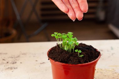 Kadınların elleri saksıda filizlenen toprak ya da konteynırda toprak