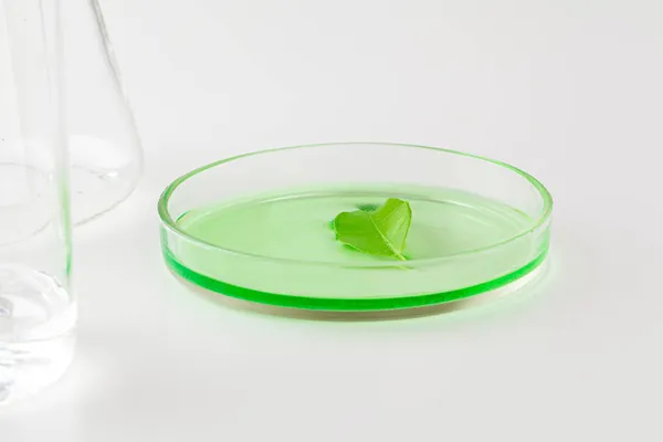 Növényi levél Petri-csészében, laboratóriumi kutatás közelről — Stock Fotó
