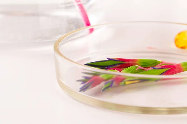 Foglia di erbe in capsula di Petri, ricerca di laboratorio da vicino — Foto Stock