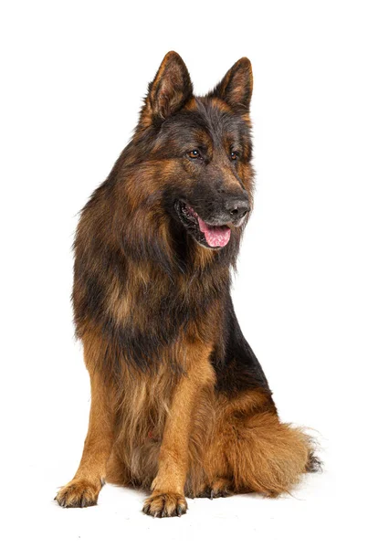 Portret van een Duitse herder hond geïsoleerd op witte achtergrond — Stockfoto