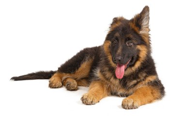 Alman çoban köpeği beyaz arka planda izole edilmiş.