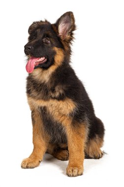 Alman çoban köpeği beyaz arka planda izole edilmiş.