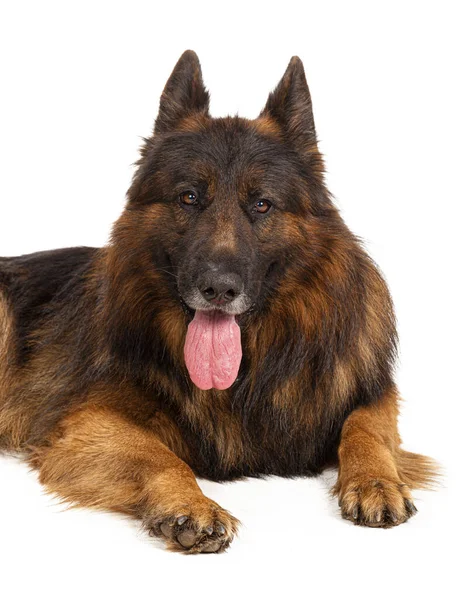 Retrato de um cão pastor alemão isolado no fundo branco — Fotografia de Stock