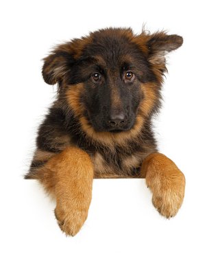 Beyaz arka planda izole edilmiş bir pankart tutan yavru Alman çoban köpeği.