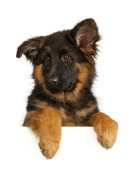 Puppy German Shepherd holder et banner isoleret på en hvid baggrund - Stock-foto