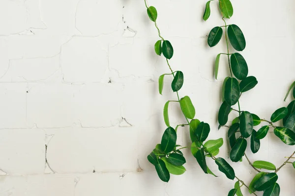 Close-up van groene binnenplant op witte muur, interieur — Stockfoto
