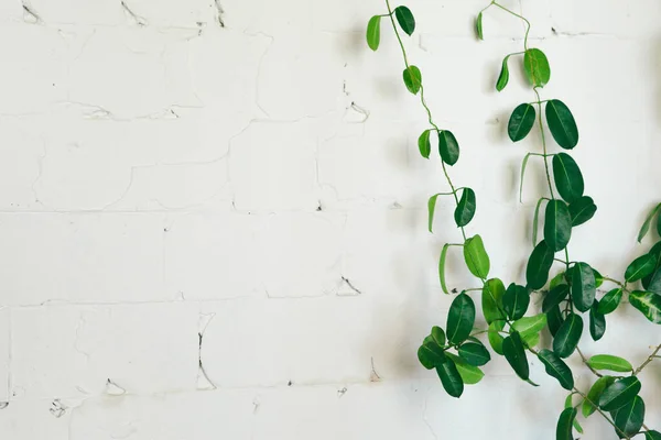 Close up of green indoor plant on white wall, interior decoration