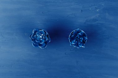 Mavi arkaplanda maviye boyanmış sulu bitkilerin üst görünüm fotoğrafı