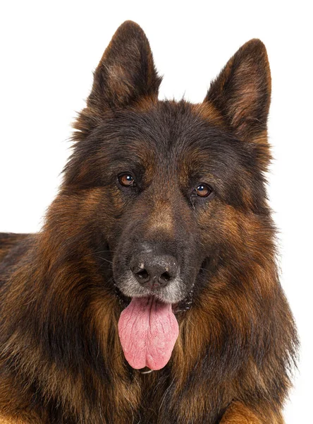 Retrato de um cão pastor alemão isolado no fundo branco — Fotografia de Stock