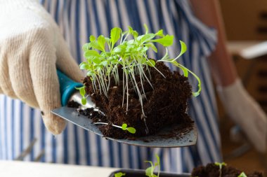 Kadınların elleri saksıda filizlenen toprak ya da konteynırda toprak