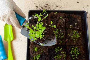 Kadınların elleri saksıda filizlenen toprak ya da konteynırda toprak