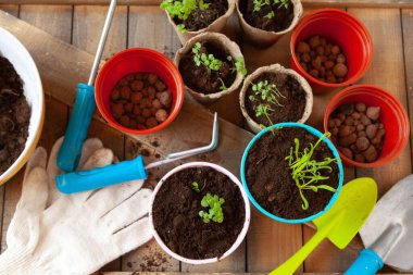 Kapalı kapta küçük yeşil filizler.