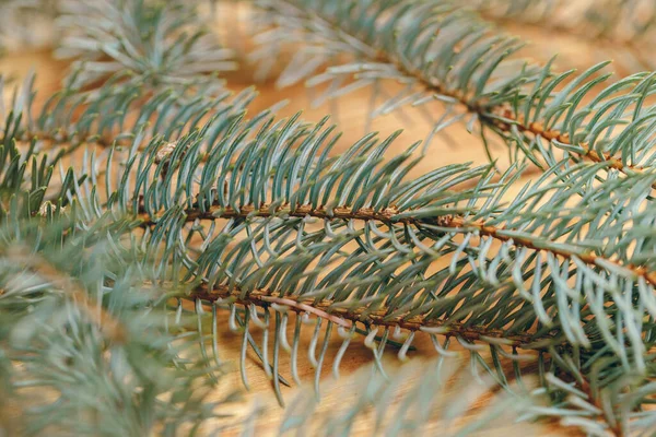 Fir tree branch on wooden background close up — Stock Photo, Image
