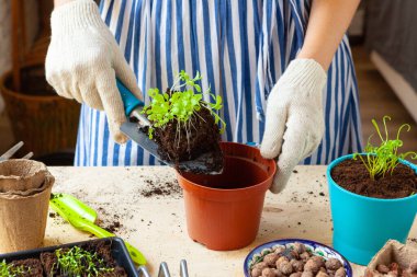 Kadınların elleri saksıda filizlenen toprak ya da konteynırda toprak