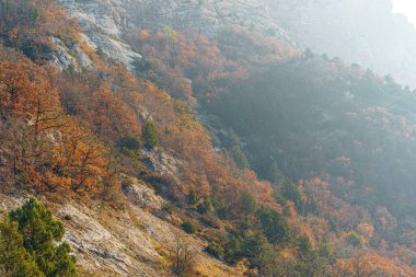 Sonbahar kırsal manzarası. Dağlar ve ormanlar sabah sisiyle kaplı.