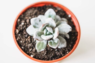 Beyaz bir masa üstü görünümünde güzel saksı sulu bitkiler