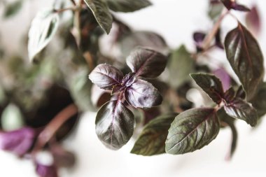 Açık gri arka plana karşı sulu bir arka plan yakın çekim