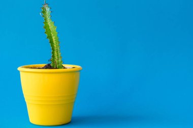 Mavi arka planda kilden bir saksının içindeki sulu bitki.