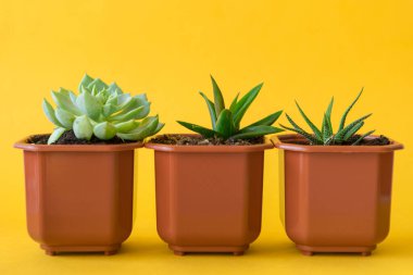 Sulu ev bitki sarı bir arka plan üzerinde küçük lahanalar