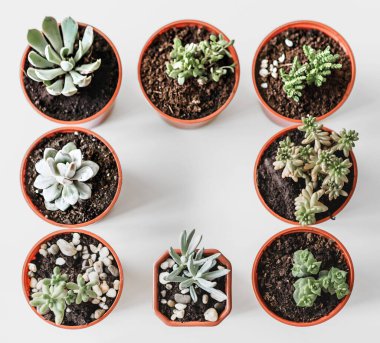 Beyaz bir masa üstü görünümünde güzel saksı sulu bitkiler