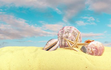Arka plan olarak kum ile deniz kabukları. Yaz plaj