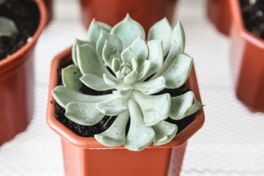 Küçük kahverengi plastik kaplar içinde sulu bitkiler grubu.