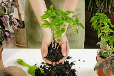 Evde bahçıvanlık. Filizlenme masası olan kadın elleri