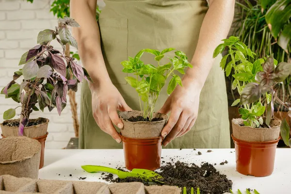 Kadının el nakli bitki bir yeni bir pota