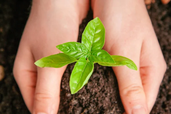 Gros plan d'une femme tenant une plante verte dans la paume de sa main. Gros plan — Photo