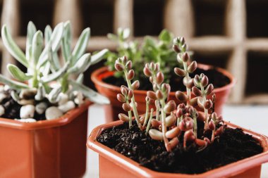 Sulu Çiçekli Ev Bitkiler Arka Plan Çeşitli Türü