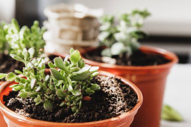 Sulu Çiçekli Ev Bitkiler Arka Plan Çeşitli Türü