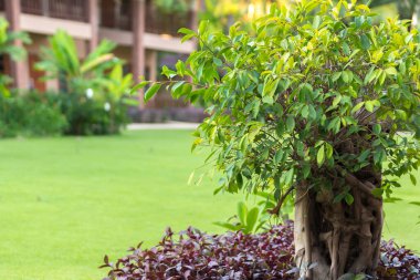 Orman ağacı güneş ışığı görüşü. Ağaç dalı yayılıyor