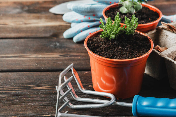 Collection of various house plants, gardening gloves, potting soil and trowel on white wooden background. Potting house plants background.