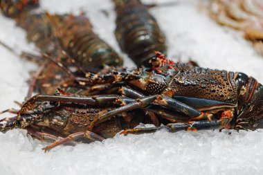 buz Satılık Restaurant taze ıstakoz