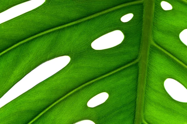 怪物植物の葉の創造的な背景 — ストック写真