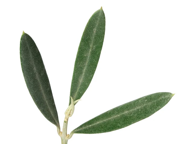 绿色橄榄树叶子在白色背景上被隔离的照片 — 图库照片