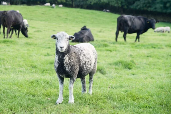 Pecore Che Fissano Inghilterra Erba Verde Mucche Sullo Sfondo — Foto Stock